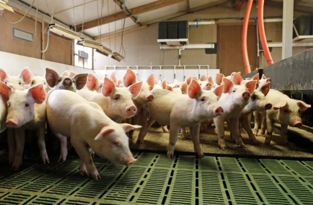 跨界养猪集体失声牧原股份三季度预亏10亿养猪还香吗